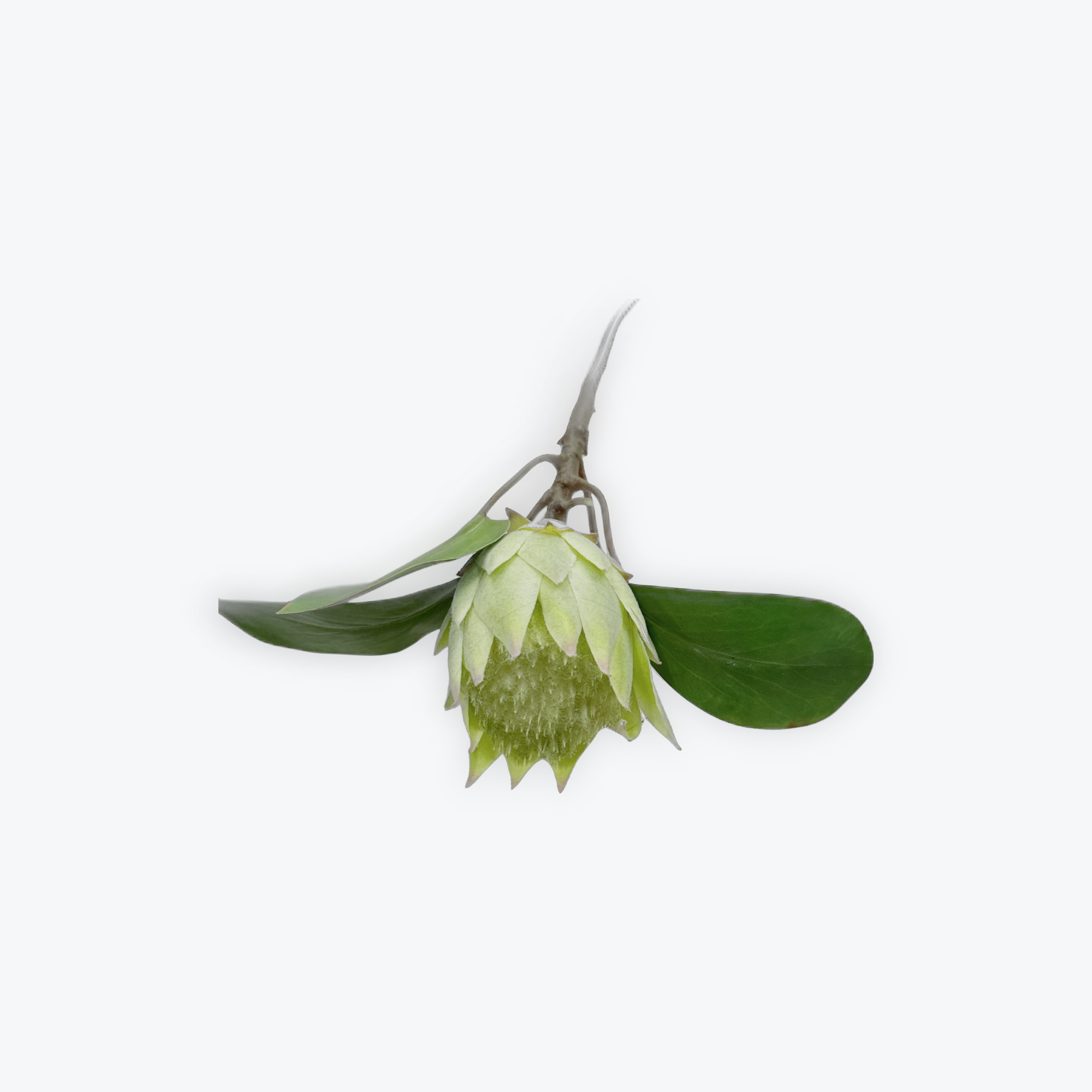 Protea White 53cm Artificial Flower