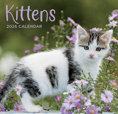 2026 Calendar Kittens