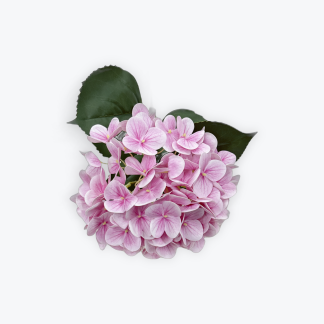 Hydrangea Pink Boquet