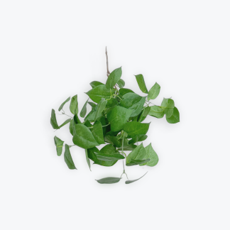 Rubber Leaf Plant Green Artificial Spruce 45cm