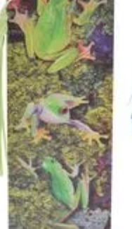 3D Frog and Gecko Bookmark