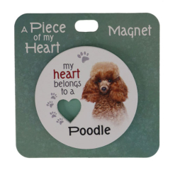 Poodle brown magnet