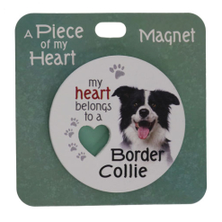 Border collie magnet