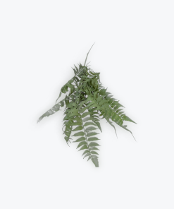 Boston Fern 82cm Artificial Greenery