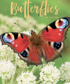 2026 Calendar Butterflies