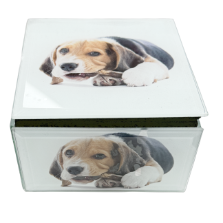 Beagle Pup Keep Sake Box
