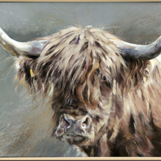 Highlander Cow - Brushed