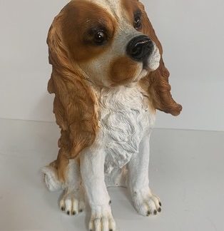 King Charles Cavalier