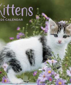2026 Calendar Kittens