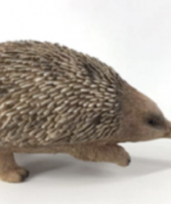 Large Echidna