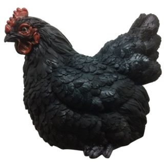 Black Sitting Chicken