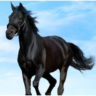 Plaque Black Horse Glass