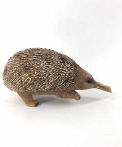 Baby Echidna