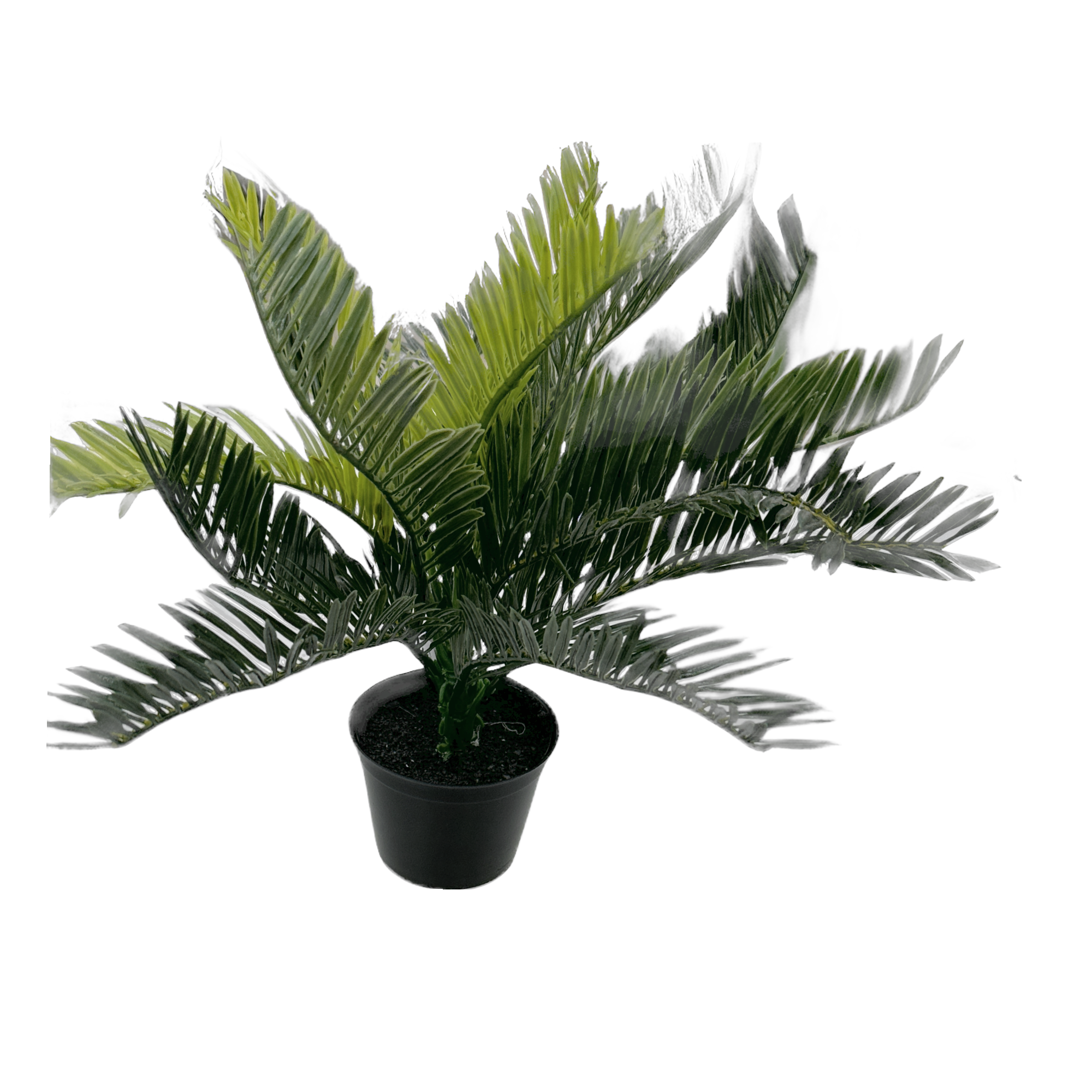 Cycad In Pot 30cm