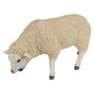 Sheep Standing