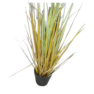 Libertia Perigans Artificial in pot
