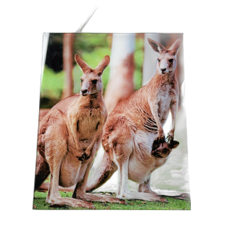 Plaque Australian Kangaroo Glass