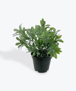 Jade Bush Artifical Plant in Black Pot