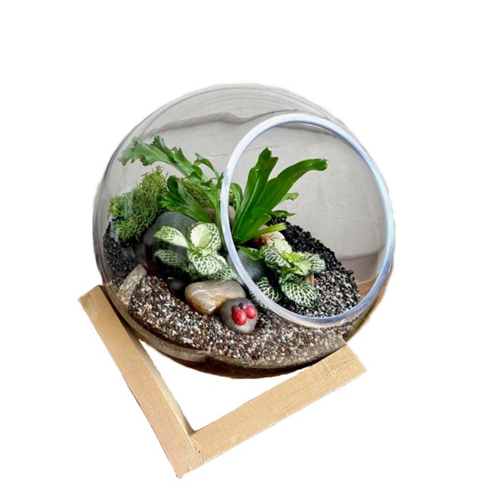 Dali Glass Ball Atrium with Wooden Cubic Stand Medium