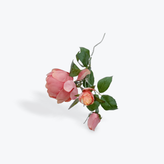 Rose English Spray Burnt Orange 55cml