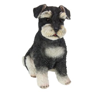 Sitting Schnauzer Dog