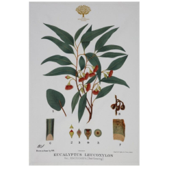 Botanics Tea Towel Flowering Gum
