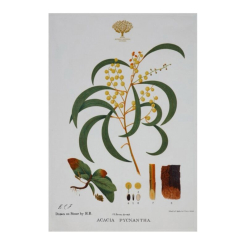 Botanics Tea Towel Wattle