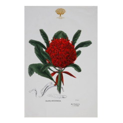 Botanics Tea Towel Telopea