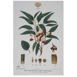Botanics Tea Towel Flowering Gum