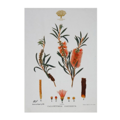 Botanics Tea Towel Bottlebrush