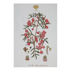 Botanics Tea Towel Boronia