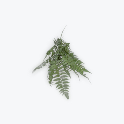 Boston Fern 82cm Artificial Greenery