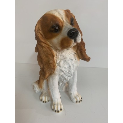 King Charles Cavalier