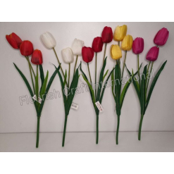 Tulip