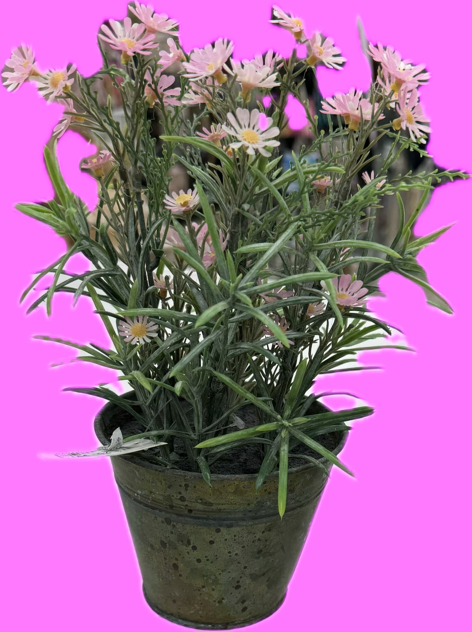 Chrysanthemum In Tin Can