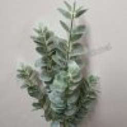 Eucalyptus Stem