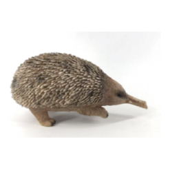 Large Echidna
