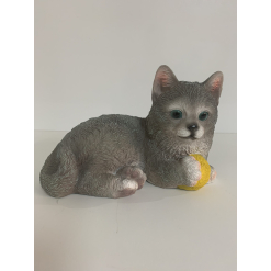 Ragdoll Cat