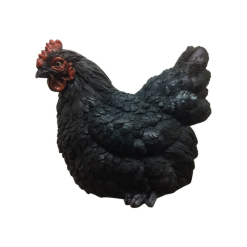 Black Sitting Chicken