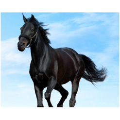 Plaque Black Horse Glass
