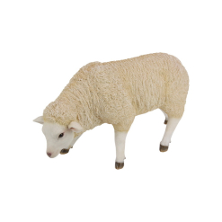 Sheep Standing