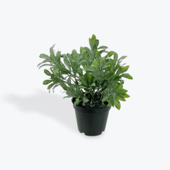 Jade Bush Artifical Plant in Black Pot