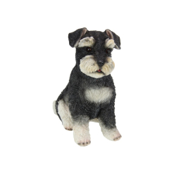 Sitting Schnauzer Dog