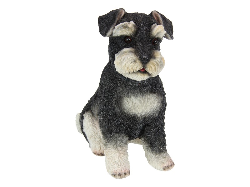 Sitting Schnauzer Dog