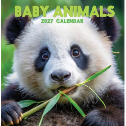 Calendar Square - Baby Animal