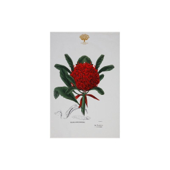 Botanics Tea Towel Telopea