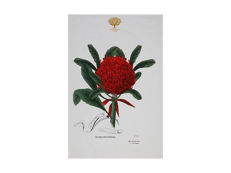 Botanics Tea Towel Telopea